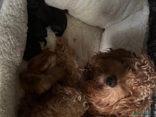 Cockapoo dogs Cockatoo pups - Advert 3