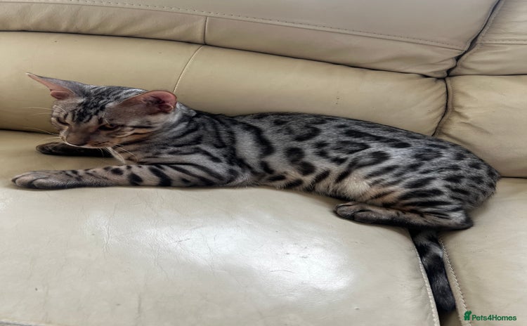 Bengal cats - Advert 1