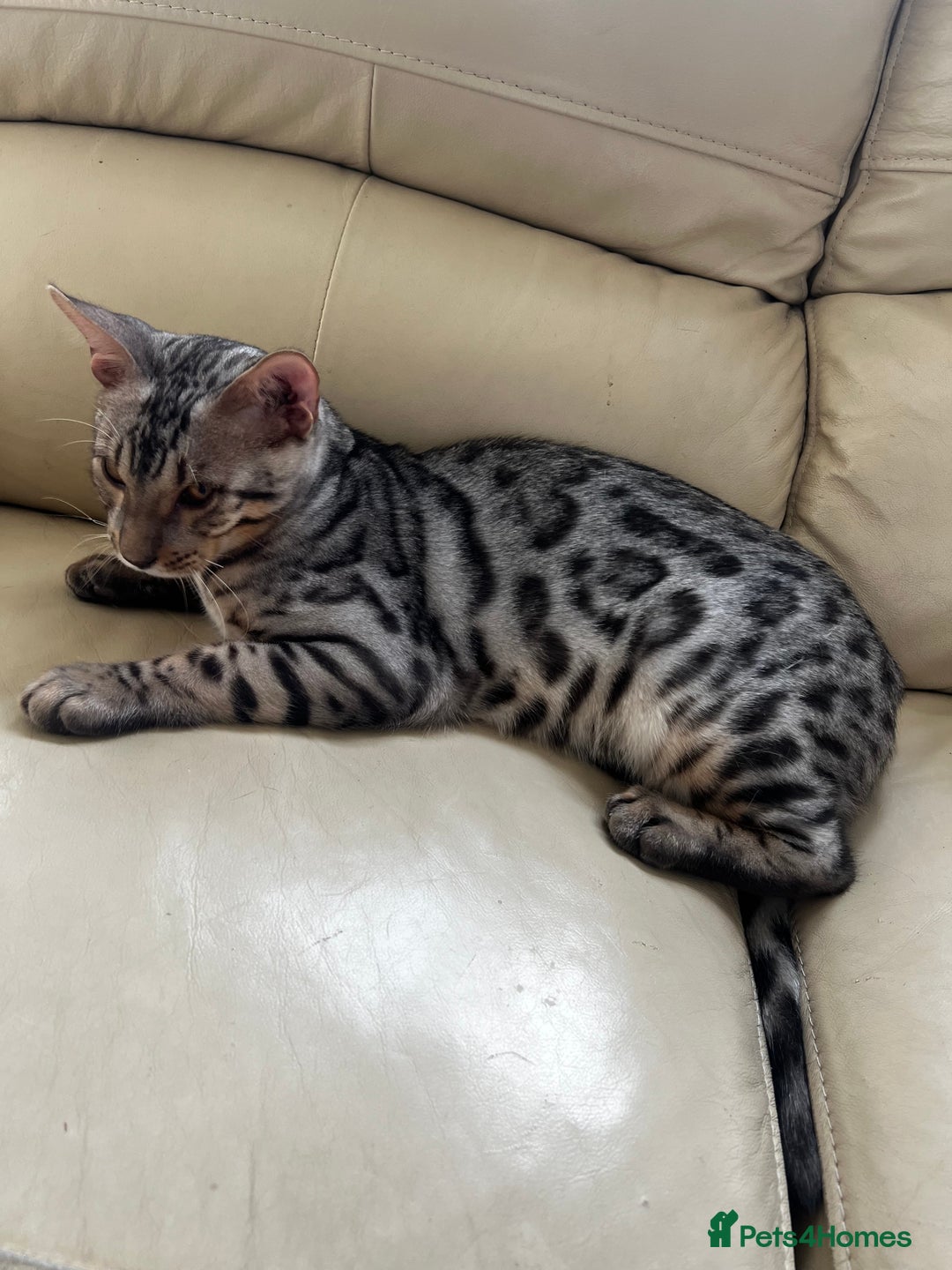 Bengal cats for sale: Bengal cat boy  - Image 1