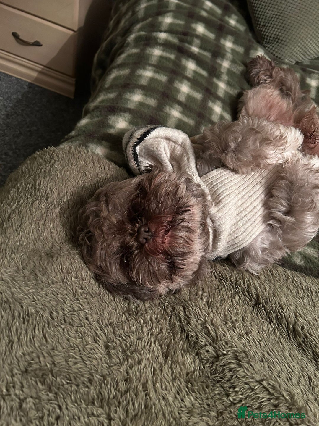 Shih Tzu dogs for sale: Bruno - Advert 2