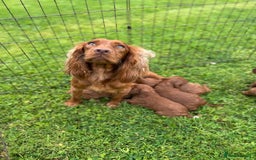 Cockapoo dogs for sale: Fox Red Super Quality Cockapoos - Image 18