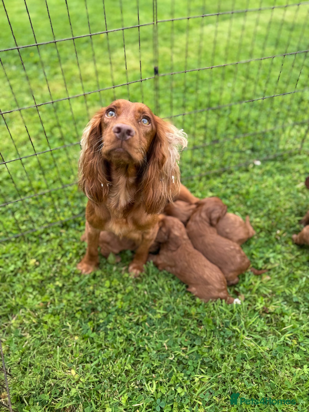 Cockapoo dogs for sale: Fox Red Super Quality Cockapoos - Image 18
