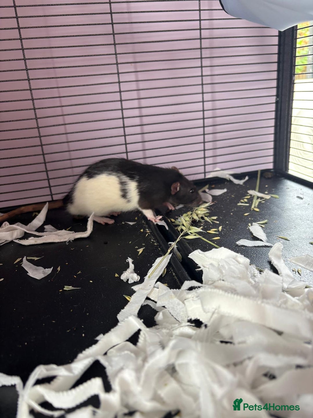 Rat rodents for sale: Dumbo Rats - Advert 5