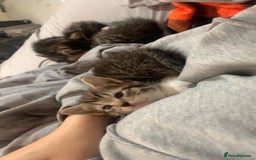 Mixed Breed cats for sale: Half Siberian Kittens ready now - Image 7