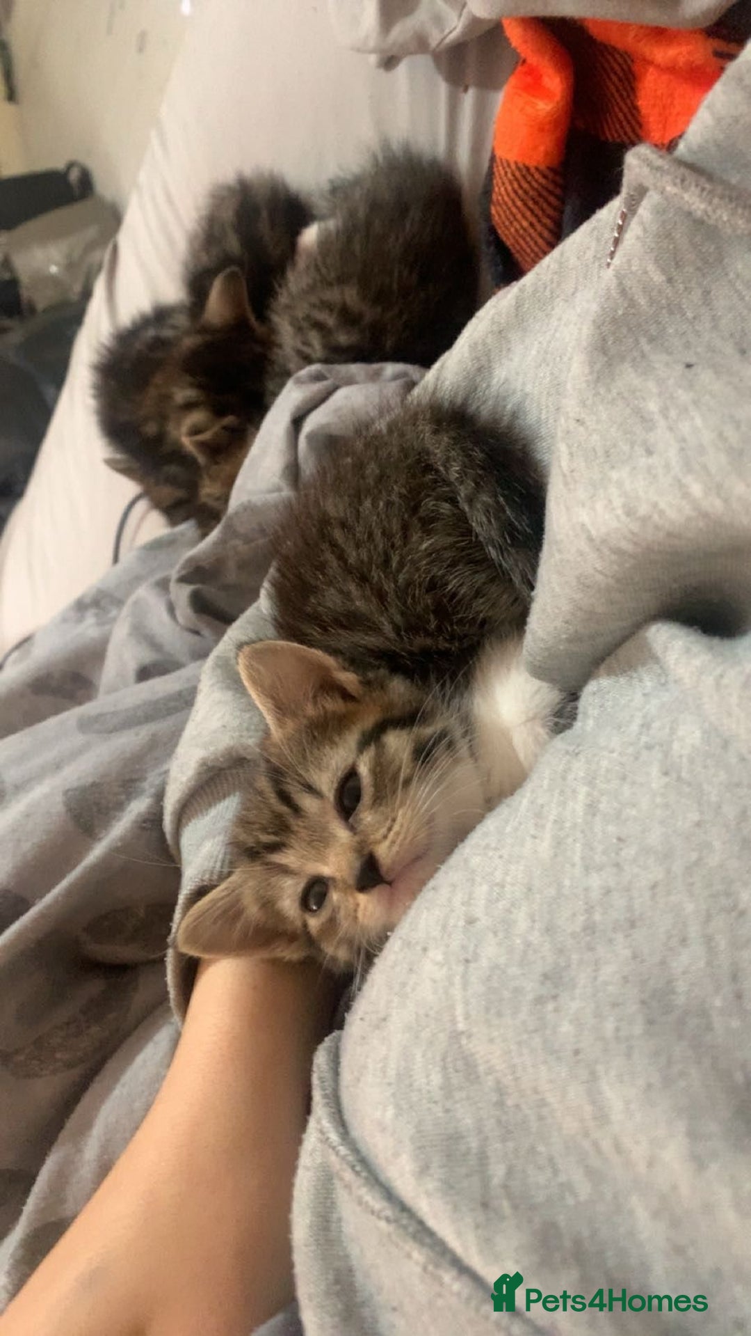 Mixed Breed cats for sale: Half Siberian Kittens ready now - Image 7