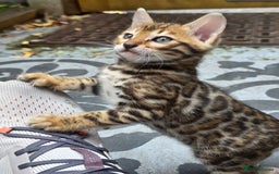 Bengal cats for sale: ✨ Bengal Kittens Looking for Loving Homes ✨ - Image 9