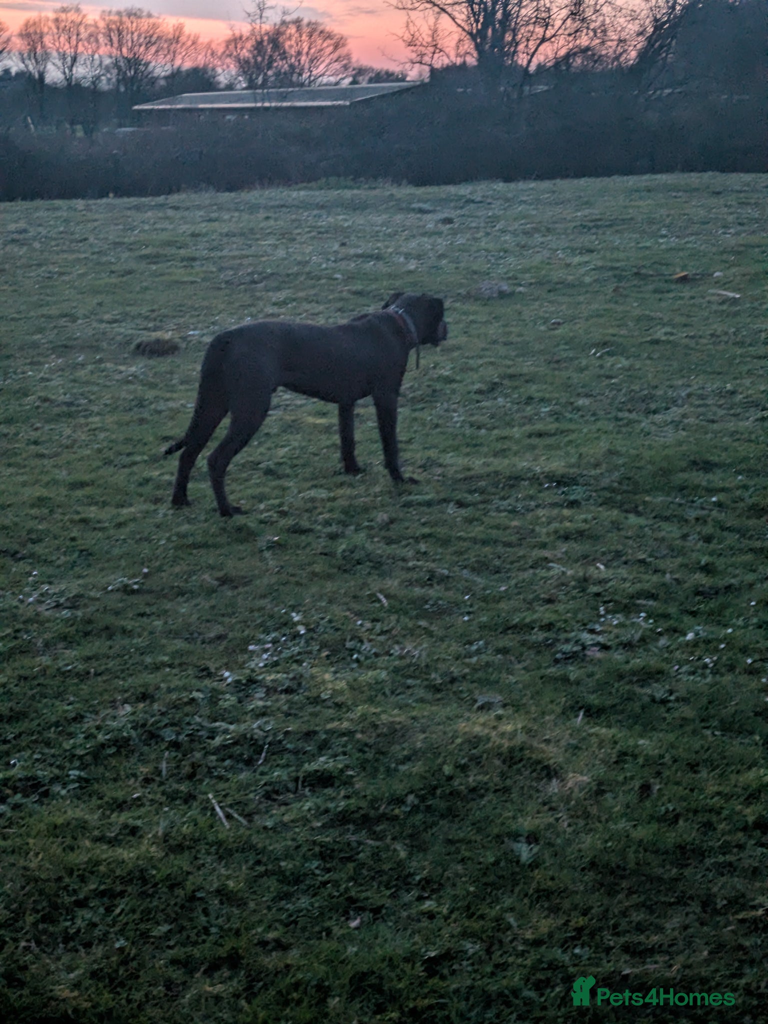 Presa Canario dogs 7 month old presa - Advert 1