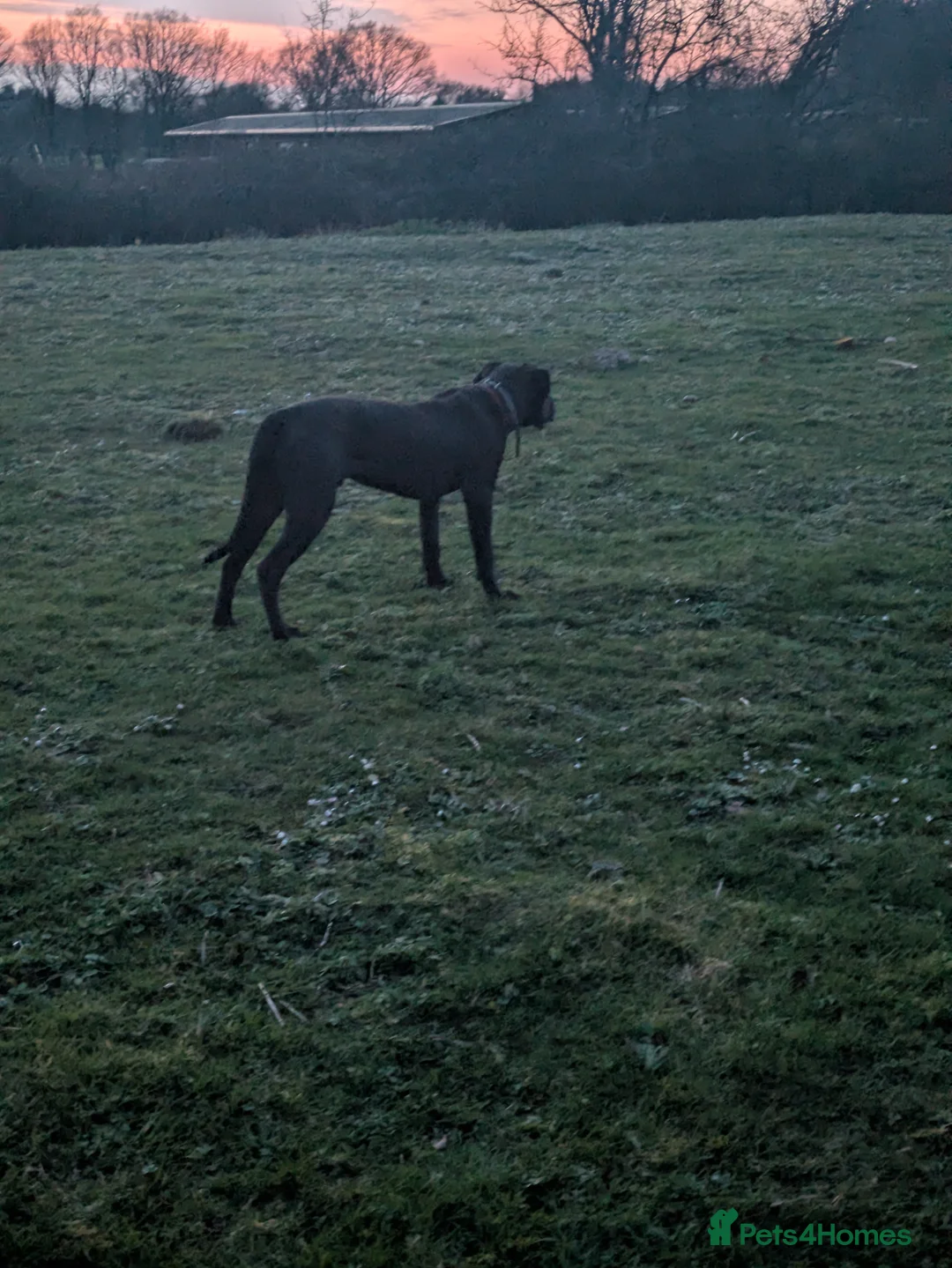 Presa Canario dogs for sale: 7 month old presa in Newbury - Advert 1