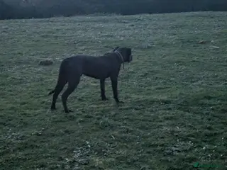 Presa Canario dogs 7 month old presa - Advert 1