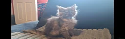 Maine Coon cats for sale: Pedigree Maine Coon kittens in Manchester - Advert 4