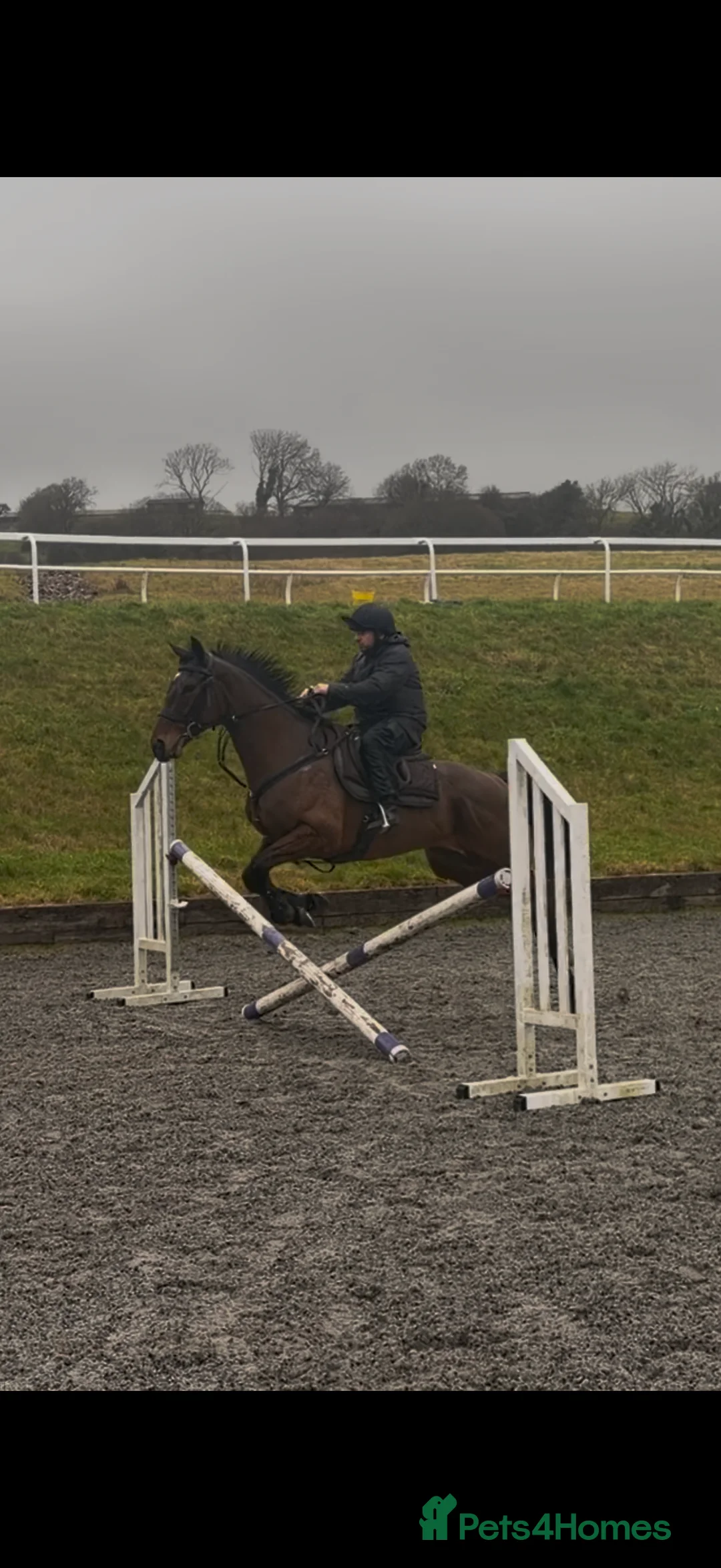 Irish Thoroughbred horses for sale: Rouge Endeavour - Quality on a budget  - Advert 4