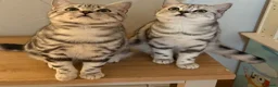 British Shorthair cats for sale: GCCF registered top quality BSH silver tabby boys  - Advert 1