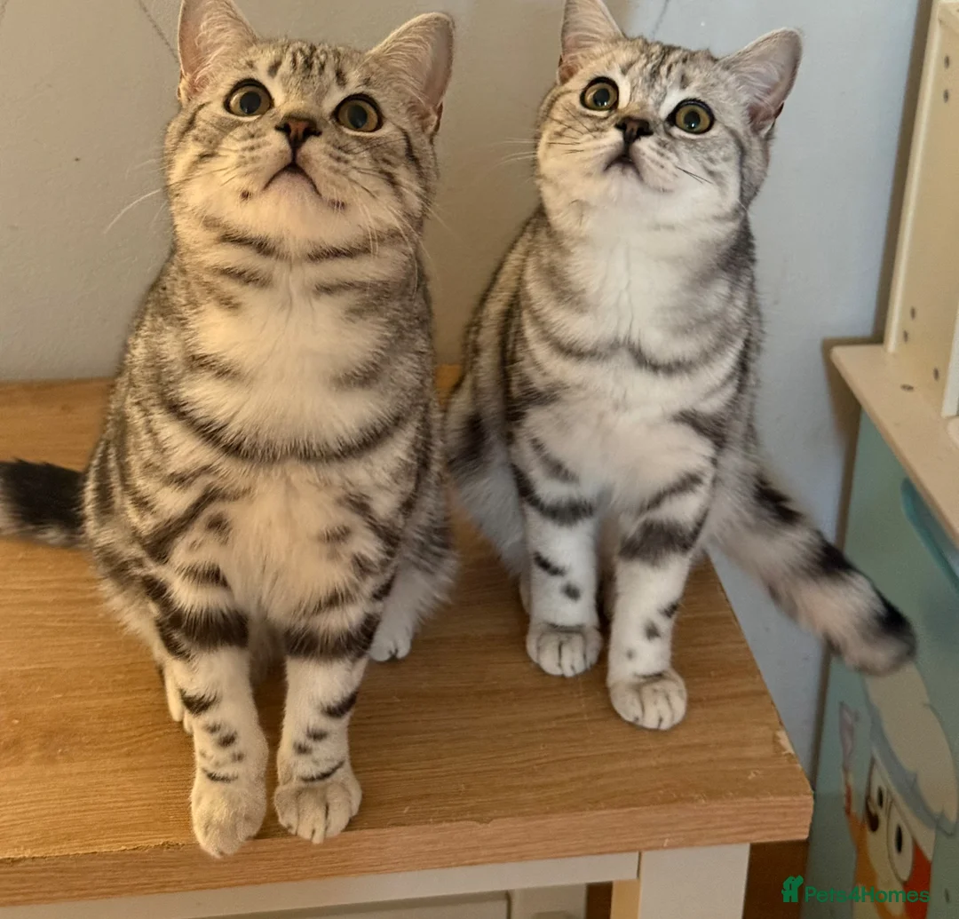 British Shorthair cats for sale: GCCF registered top quality BSH silver tabby boys  - Advert 1