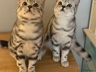 British Shorthair cats GCCF registered top quality BSH silver tabby boys - Advert 3