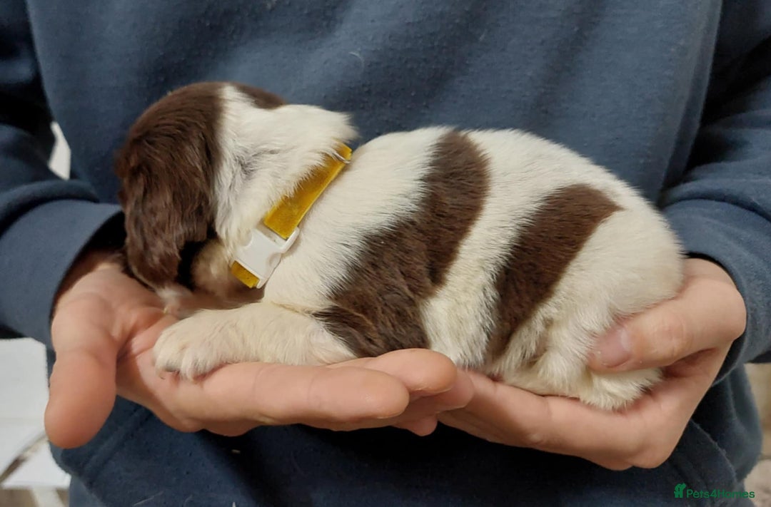 Sprocker dogs for sale: Sprocker ( Springer x Cocker ) pups for sale - Image 8