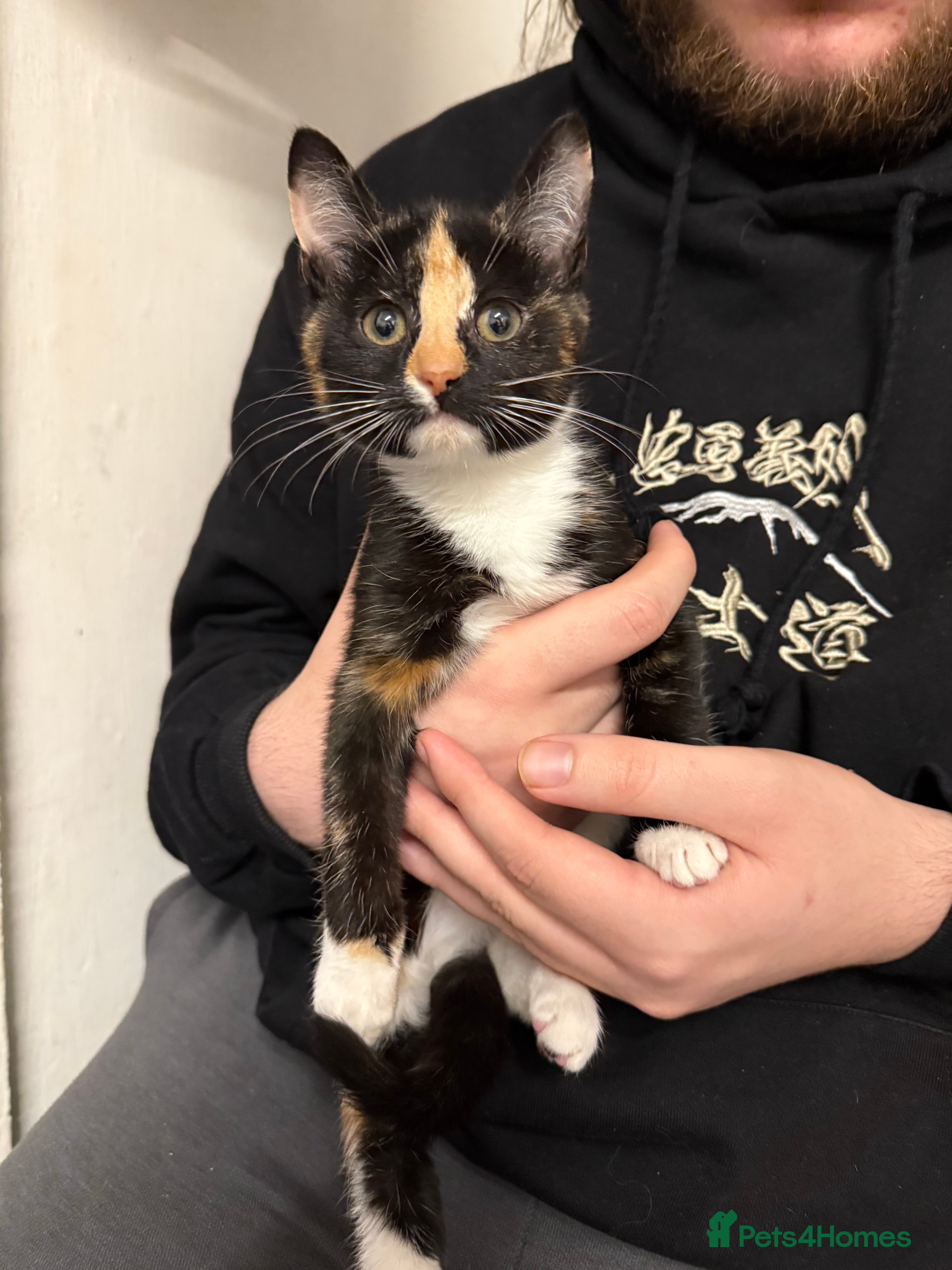 Maine Coon cats Half Maine coon kittens  - Advert 1