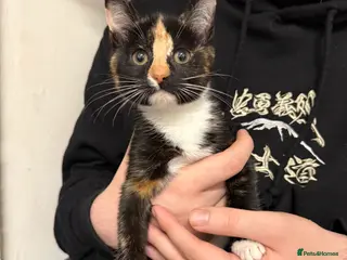 Maine Coon cats Half Maine coon kittens - Advert 4