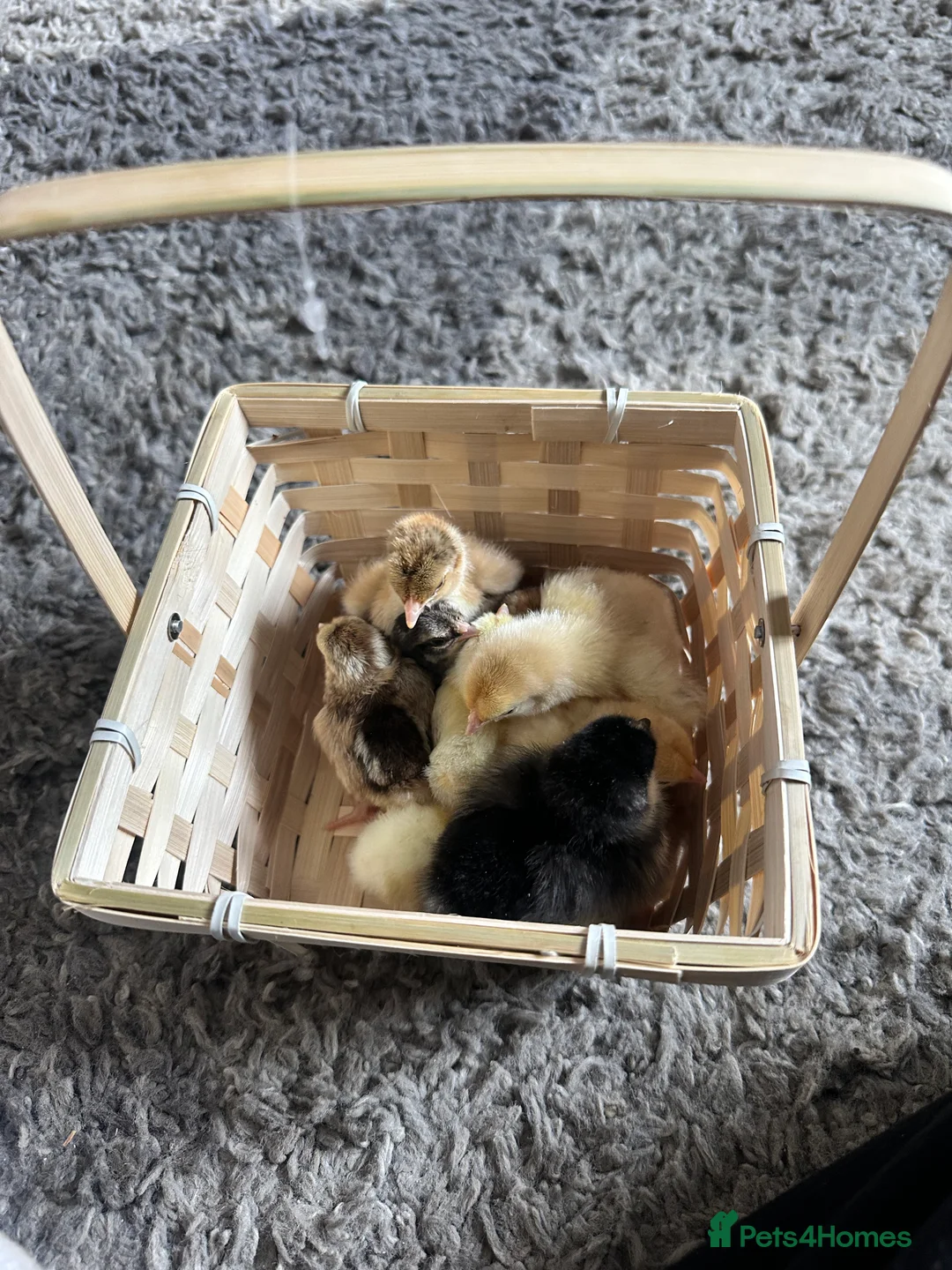 Chickens poultry for sale: Day old chicks - Advert 13