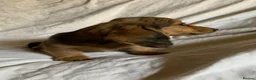 Dachshund dogs for sale: Ready now top quality KC Reg - Advert 4