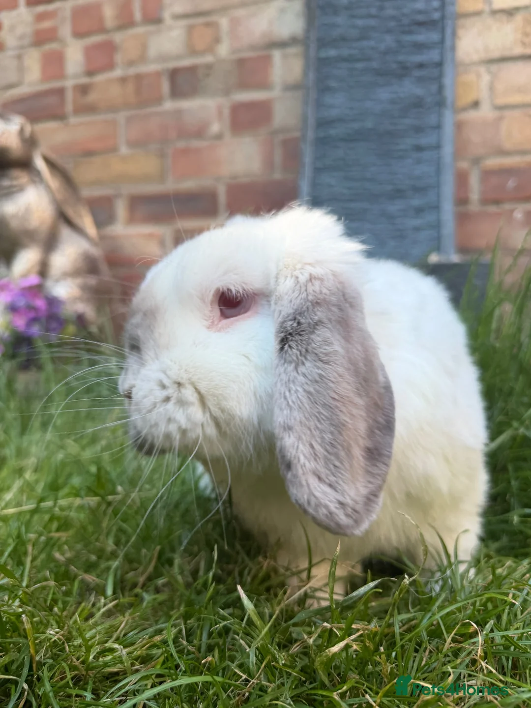 Mini Lop rabbits for sale: Minilop Male  - Advert 2