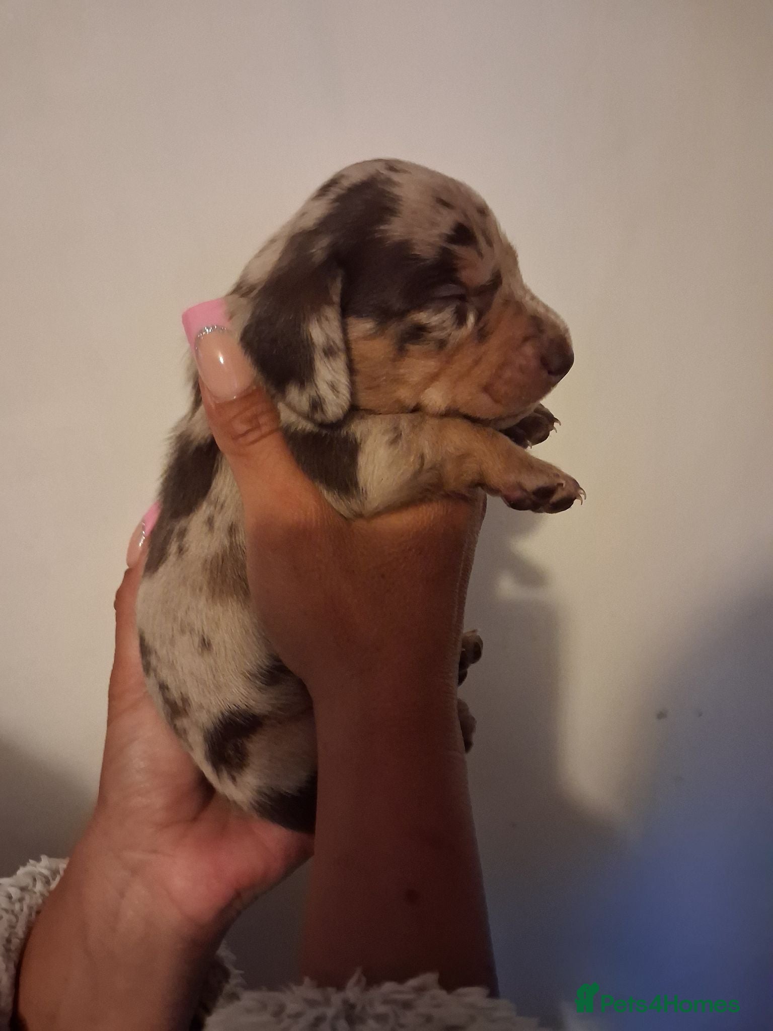 Dachshund dogs KC Registerd miniture daushands - Advert 1