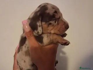 Dachshund dogs KC Registerd miniture daushands - Advert 2