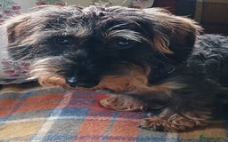 Miniature Dachshund dogs for sale: Basil - Image 1