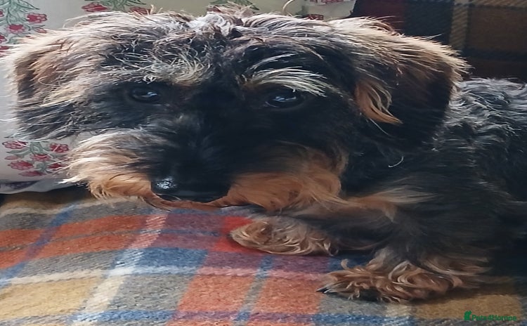 Miniature Dachshund dogs - Advert 2