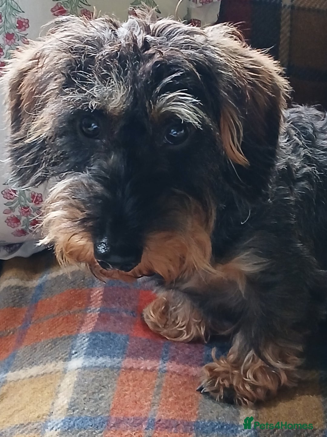 Miniature Dachshund dogs for sale: Basil - Image 1