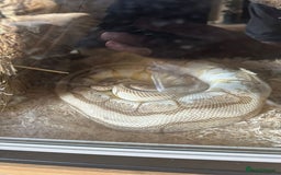 Python Snake reptiles for sale: 🐍 Ball Pythons for Sale – Collection Nottingham  - Image 2