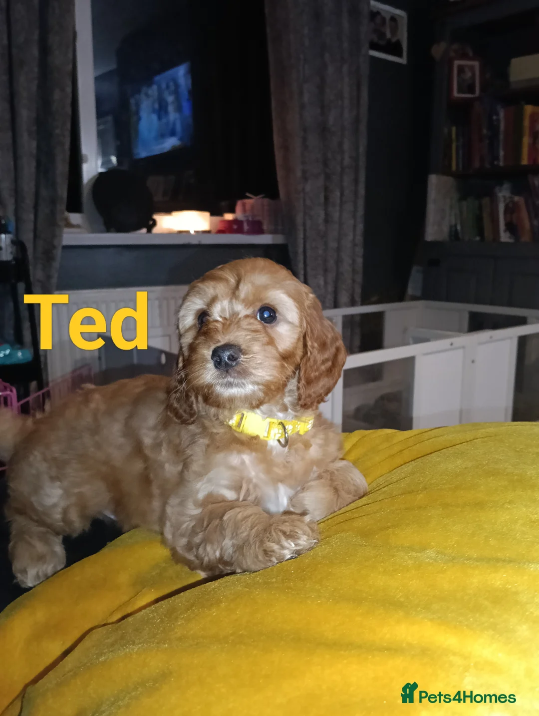 Cockapoo dogs for sale: Ready now- F1b Miniature Cockapoo Pup Charlie  - Advert 19