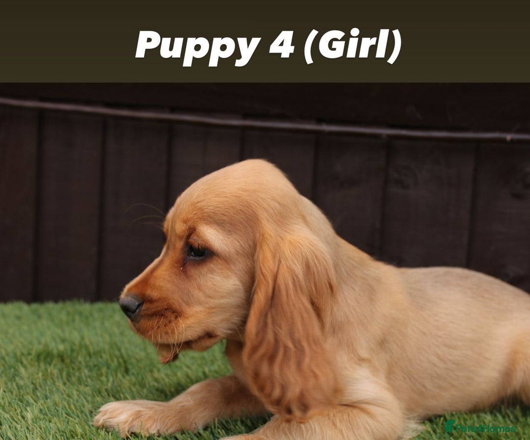 Cocker Spaniel dogs for sale: Exceptional litter of show type cocker spaniels - Image 5