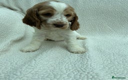 Cocker Spaniel dogs for sale: READY NOW KC Reg.Show Cocker Spaniels  - Image 10