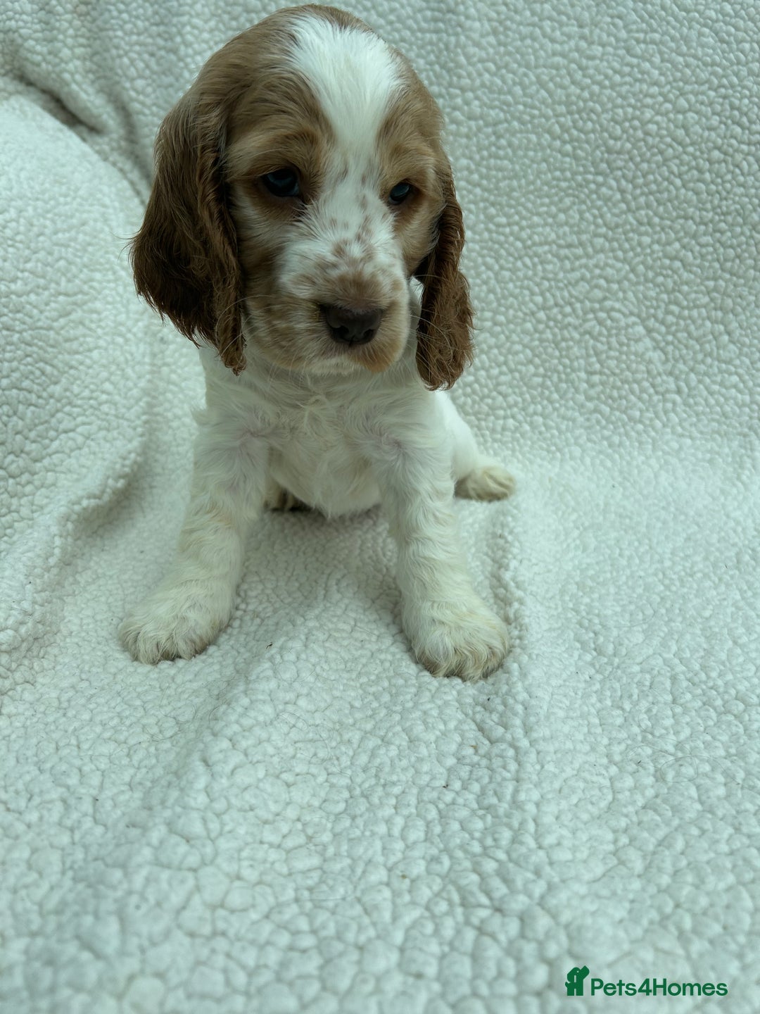 Cocker Spaniel dogs for sale: READY NOW KC Reg.Show Cocker Spaniels  - Image 10