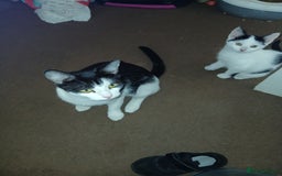Mixed Breed cats for sale: Kitten for sale - Image 3