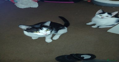 Mixed Breed cats - Advert 7