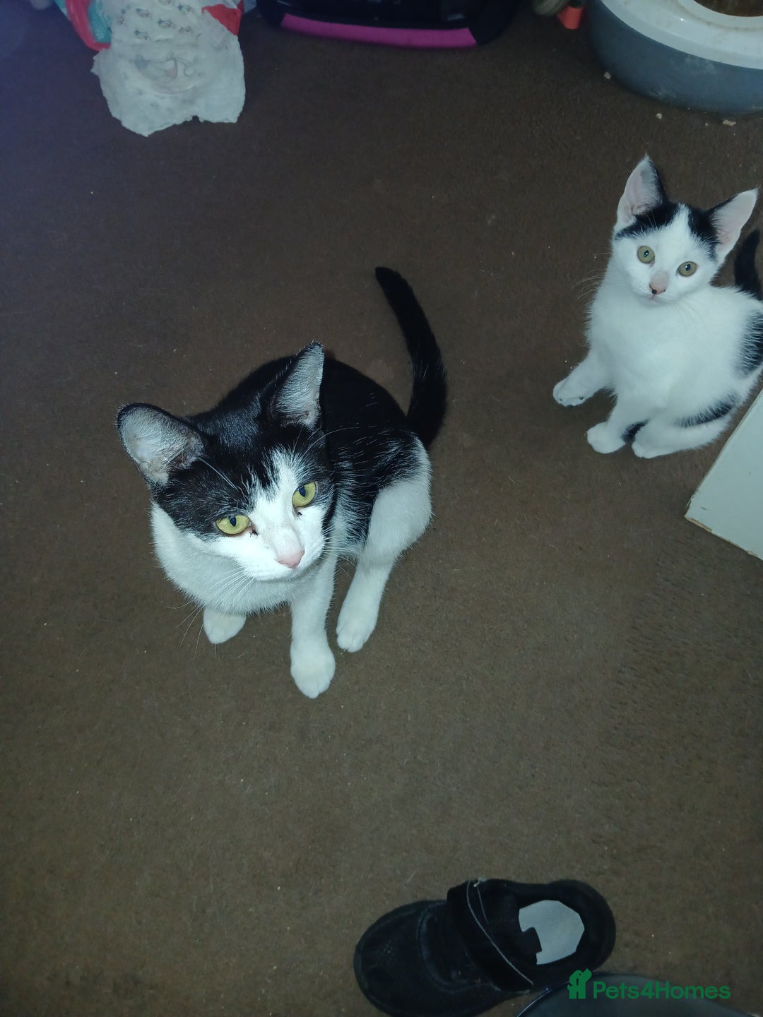 Mixed Breed cats for sale: Kitten for sale - Image 3