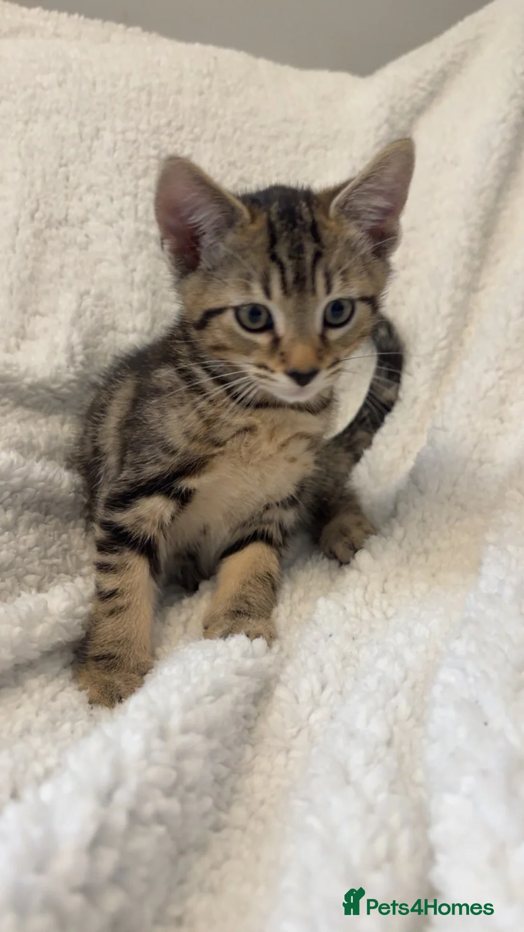 Bengal cats for sale: 2 bengal cats for sale in Newport - Advert 7