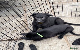 German Shepherd dogs for sale: Beautiful Black German Shepherd Puppies - Image 2