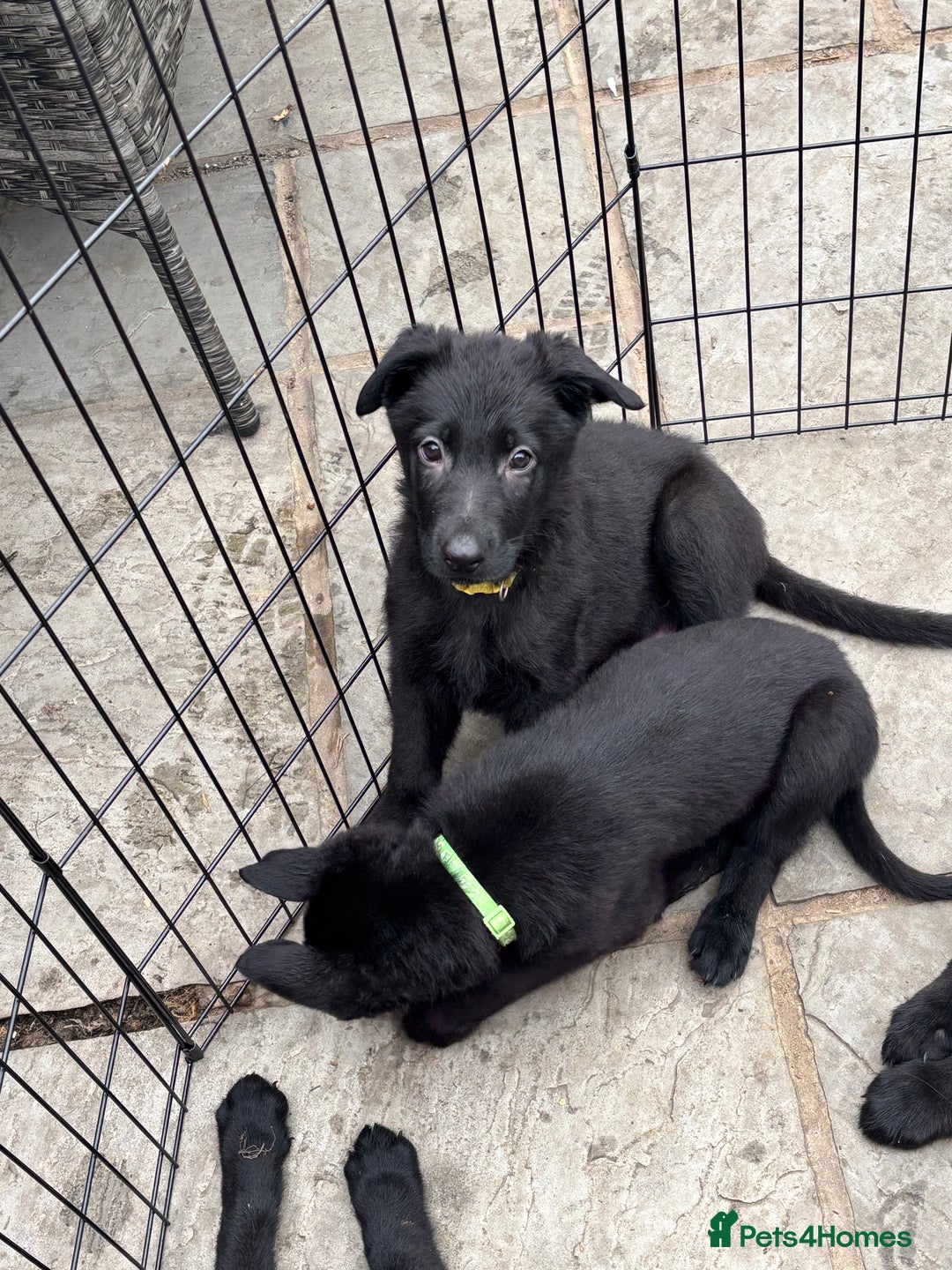 German Shepherd dogs for sale: Beautiful Black German Shepherd Puppies - Image 2