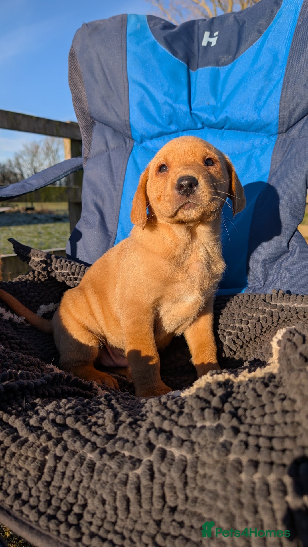 Labrador Retriever dogs for sale: Fab KC Fox Red Pups - 4* Higher Standard Breeder - Advert 25