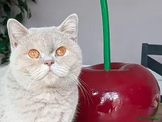 British Shorthair cats for sale: 🏆CH Lilac Tortie Girl Neutered💞🏅 - Advert 1