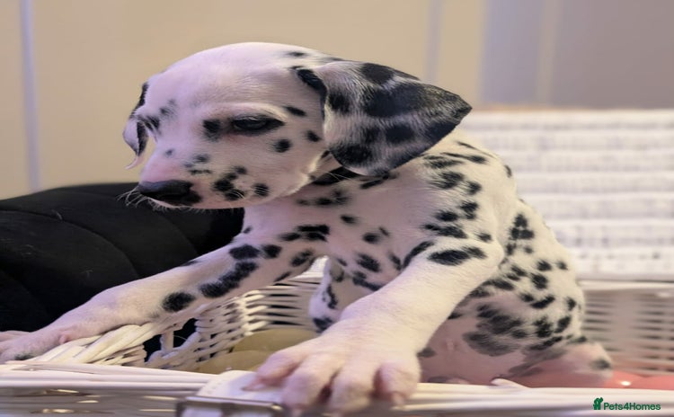 Dalmatian dogs KC Registered Dalmatian Puppies  - Advert 3