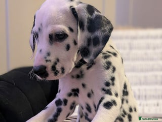 Dalmatian dogs KC Registered Dalmatian Puppies - Advert 1