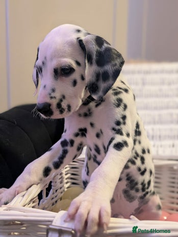 Dalmatian dogs KC Registered Dalmatian Puppies - Advert 3
