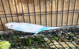 Budgerigars birds for sale: Gorgeous Budgies Ready to Fly the Nest! - Image 2
