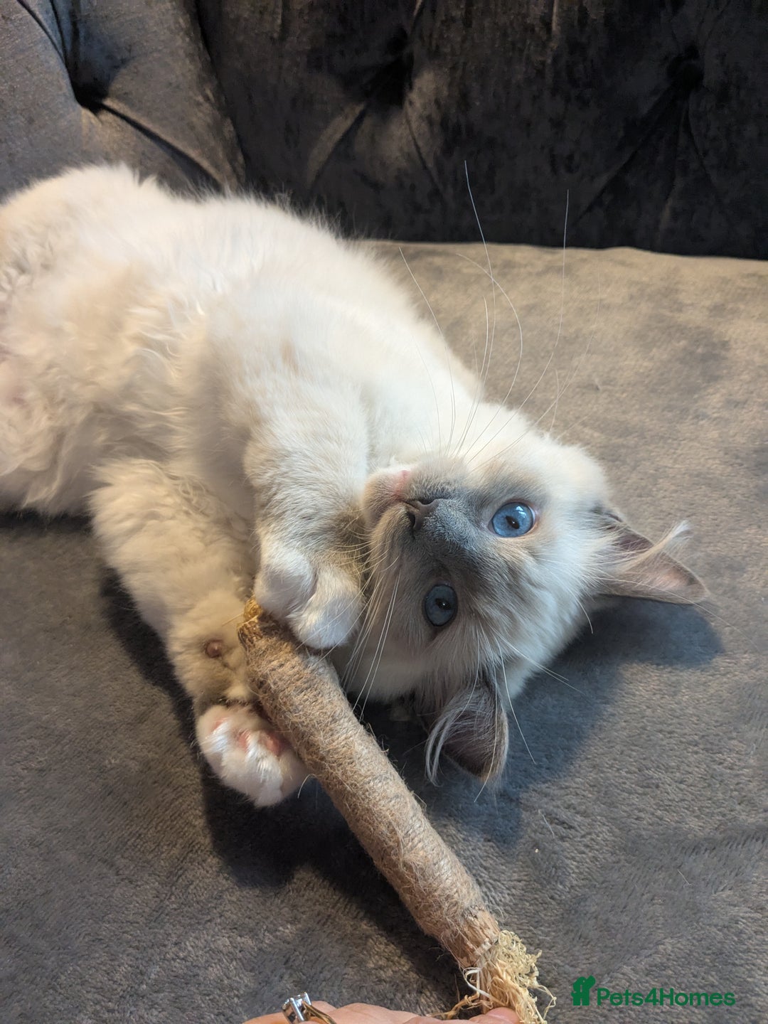 Ragdoll cats for sale: 💛*GCCF Registered *💛Pedigree Ragdoll kittens - Image 6