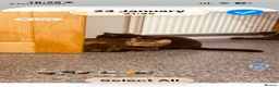 Mixed Breed cats for sale: FREE!!!!!! Bengal cross male , bsh cross female  in Baldock - Advert 2