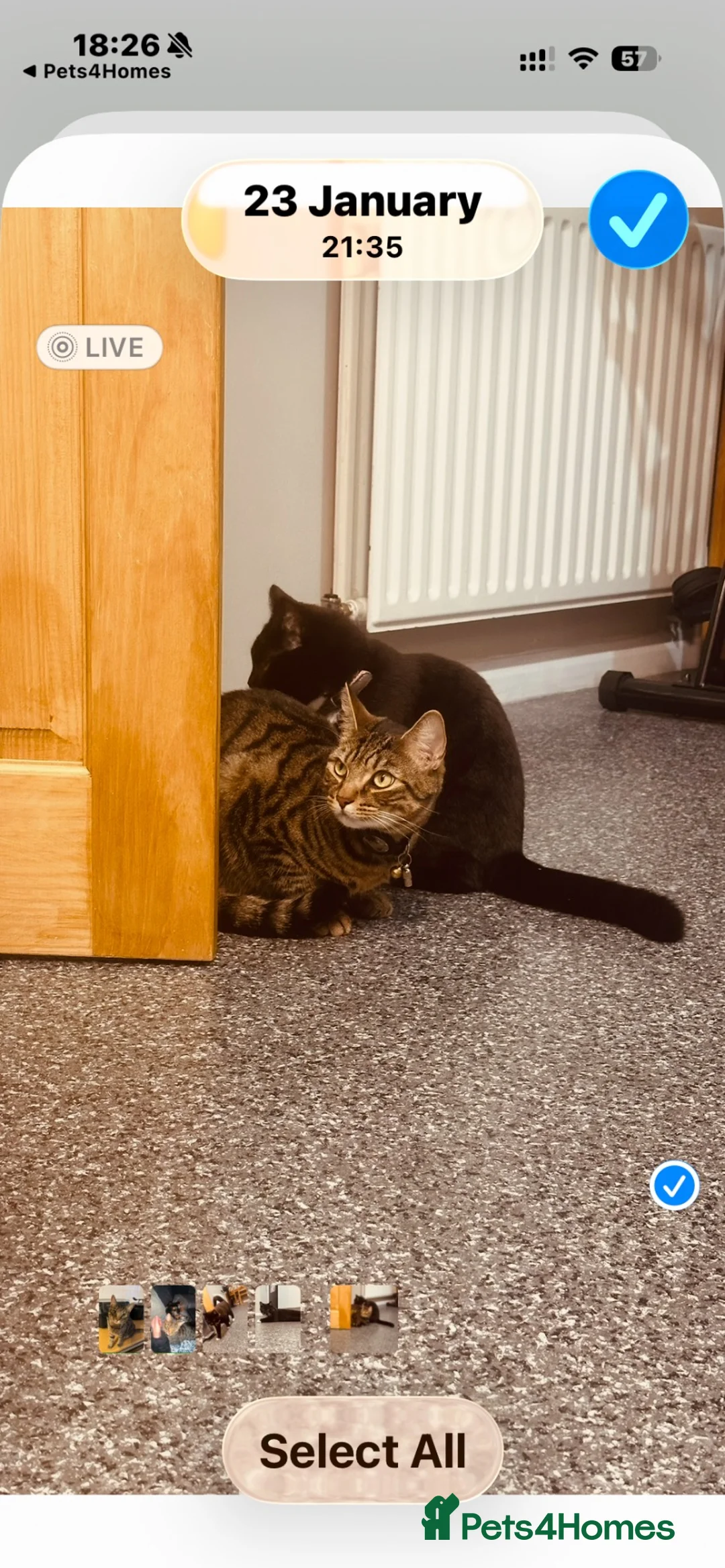 Mixed Breed cats for sale: FREE!!!!!! Bengal cross male , bsh cross female  in Baldock - Advert 2
