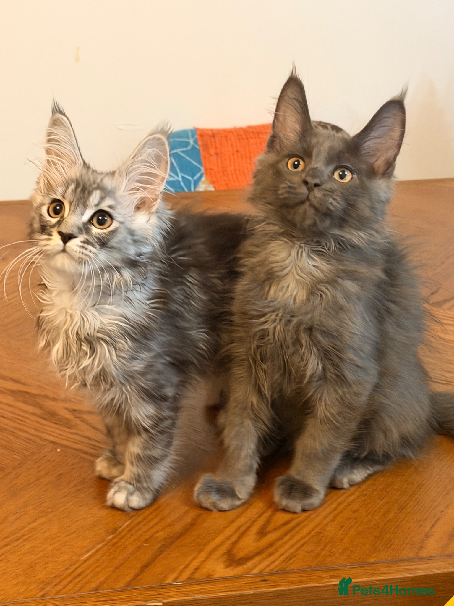 Maine Coon cats One girl and one boy left pure Maincoon  - Advert 2